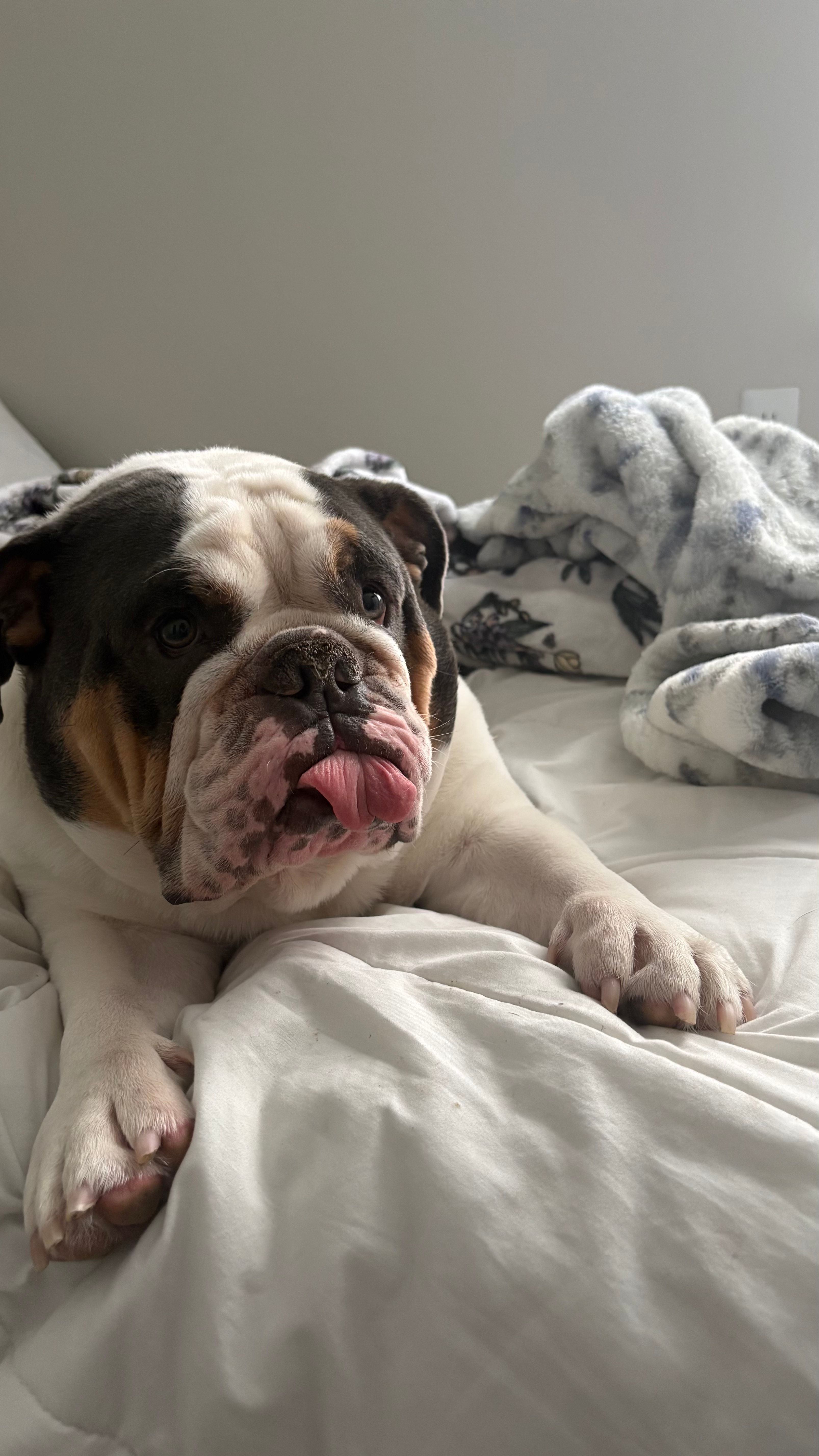 This is a photo of koda laying down on a bed